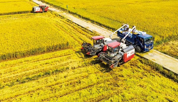 现代农业机械化收割 温金溪/摄