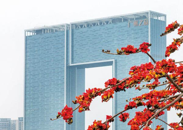 “英雄花”在广州之窗前绽放 罗理明/摄