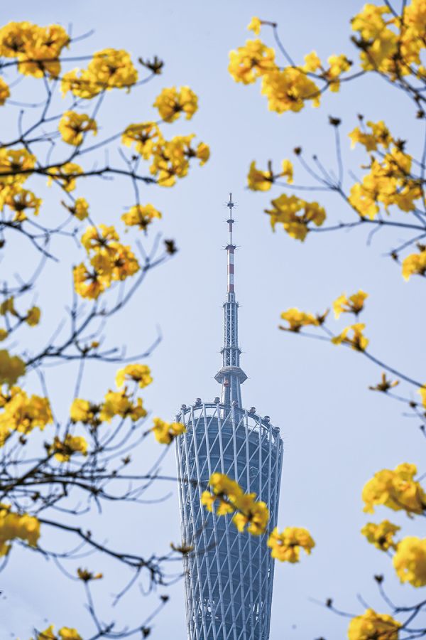 磨碟沙公园内,黄花风铃木与广州塔相映成趣 张爱玲/摄