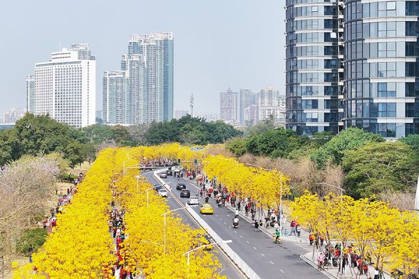 洲头咀黄花风铃木盛放,铺就一条“黄金大道” 林乐峰/摄