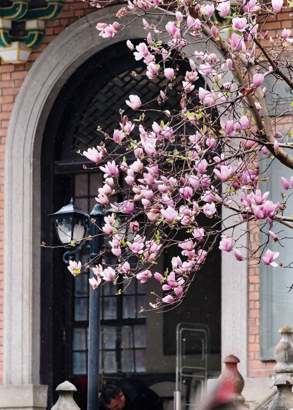 广东省立中山图书馆前,紫玉兰花美不胜收 袁彬/摄