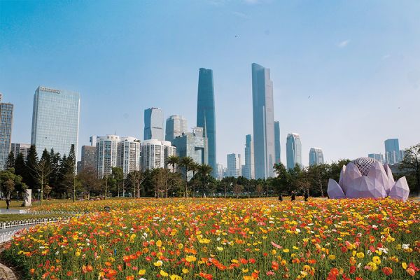 二沙岛宏城公园盛开的虞美人花为广州的春天增添一抹亮色 袁彬/摄