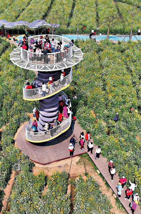 南沙东涌七彩油菜花田游人如织 林乐峰/摄