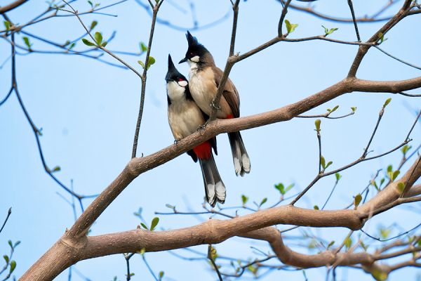 枝头发新绿,吸引鸟儿停驻 黄骥/摄